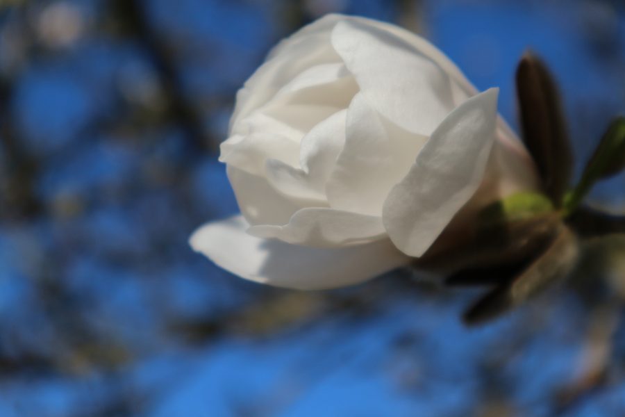 Magnolienblüte vor blauem Himmel